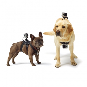 Fetch (dog harness)